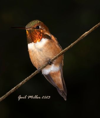 Rufous Hummingbird, male