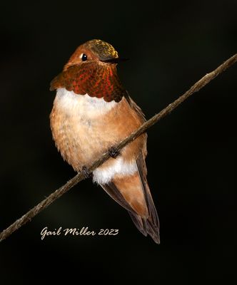 Rufous Hummingbird, male