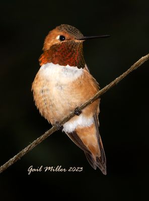 Rufous Hummingbird, male