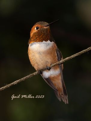 Rufous Hummingbird, male