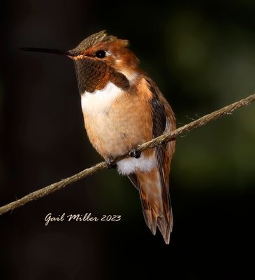 Rufous Hummingbird, male