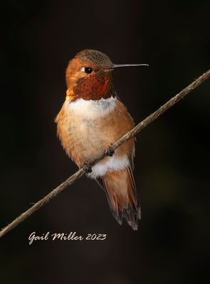Rufous Hummingbird, male