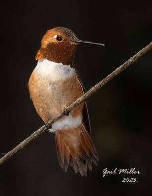 Rufous Hummingbird, male