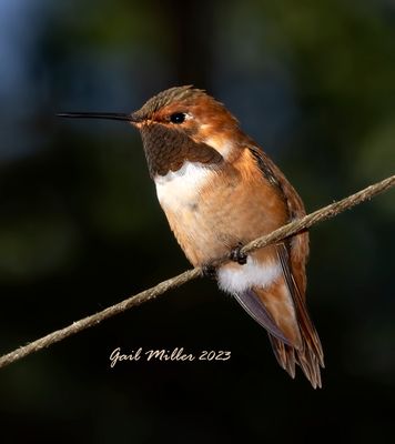 Rufous Hummingbird, male