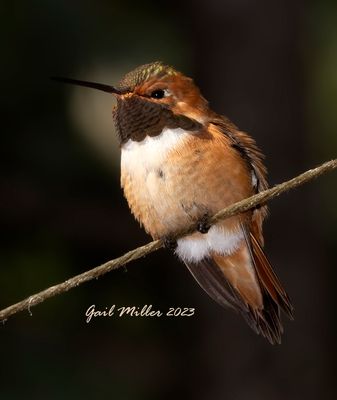 Rufous Hummingbird, male