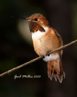 Rufous Hummingbird, male