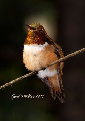 Rufous Hummingbird, male