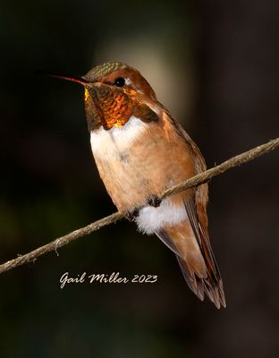 Rufous Hummingbird, male