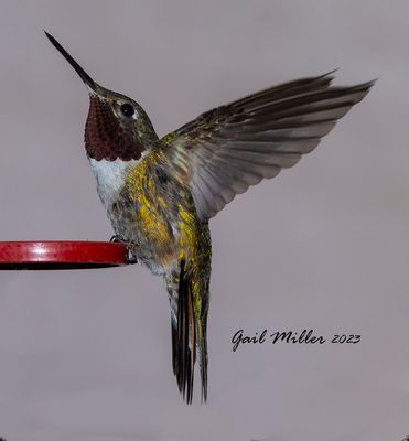 Broad-tailed Hummingbird, male. 