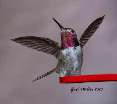 Broad-tailed Hummingbird, male. 