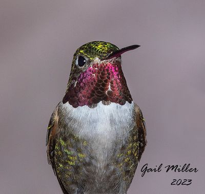 Broad-tailed Hummingbird, male. 