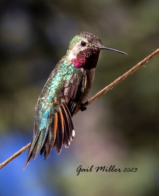 Broad-tailed Hummingbird, male. 