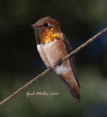 Rufous Hummingbird, male. 