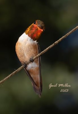 Rufous Hummingbird, male. 