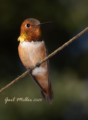 Rufous Hummingbird, male. 