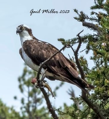 Osprey
11 Mile Canyon