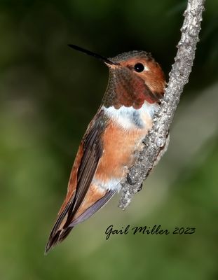 Rufous Hummingbird, male. 