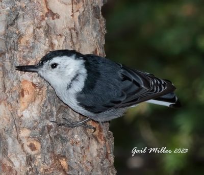 White-breasted Nuthatch