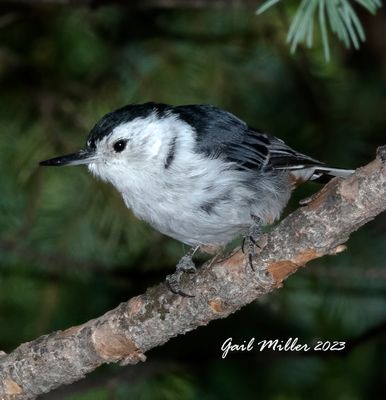 White-breasted Nuthatch