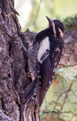 Williamson's Sapsucker, immature male.