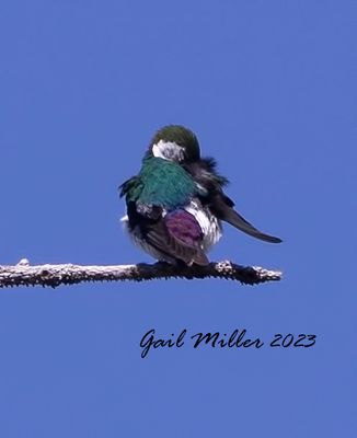 Violet-green Swallow
Yard bird # 37