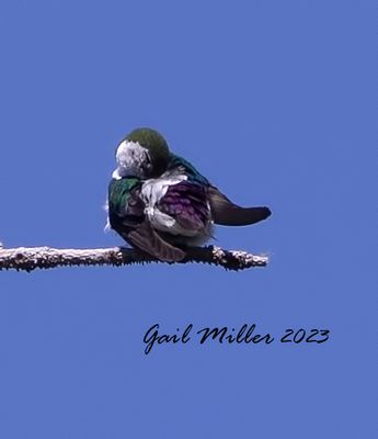 Violet-green Swallow
Yard bird # 37