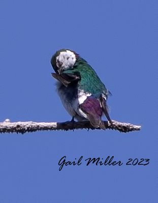 Violet-green Swallow
Yard bird # 37