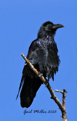 Common Raven
Yard bird #38