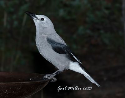 Clark's Nutcracker