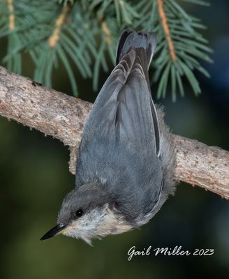 Pygmy Nuthatch 