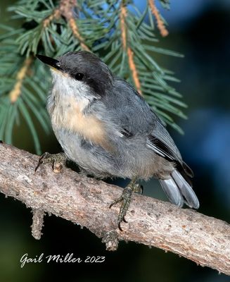 Pygmy Nuthatch 