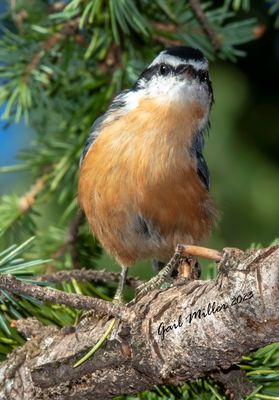 Red-breasted Nuthatch