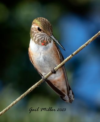 Rufous Hummingbird 