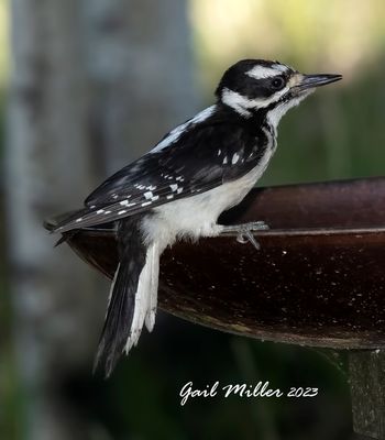 Hairy Woodpecker, female. 