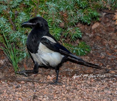 Black-billed Magpie 