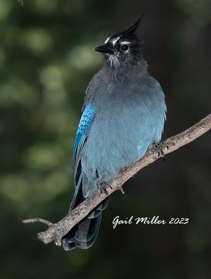 Steller's Jay