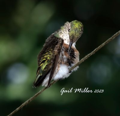 Rufous Hummingbird 