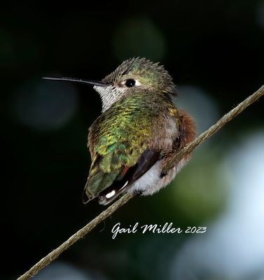 Rufous Hummingbird 