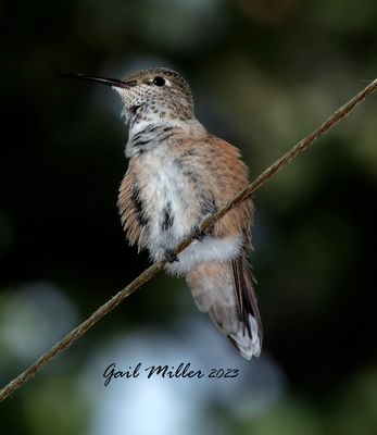 Rufous Hummingbird 