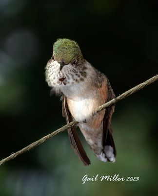 Rufous Hummingbird 