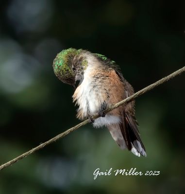 Rufous Hummingbird 