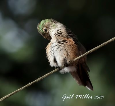 Rufous Hummingbird 