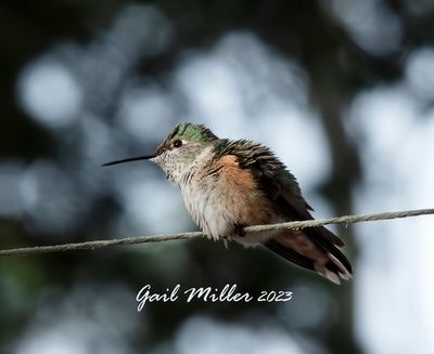 Rufous Hummingbird 