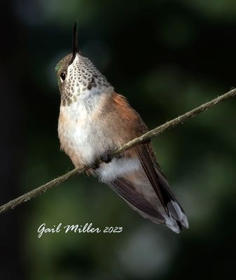 Rufous Hummingbird 