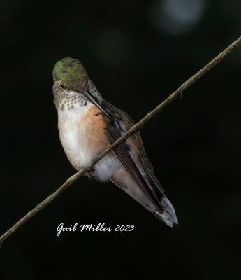 Rufous Hummingbird 