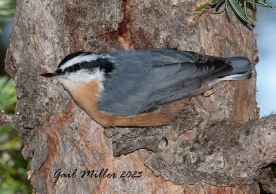 Red-breasted Nuthatch