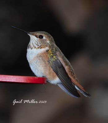 Rufous Hummingbird 