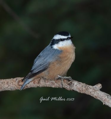 Red-breasted Nuthatch