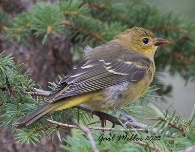 Western Tanager, female