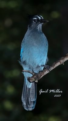 Steller's Jay